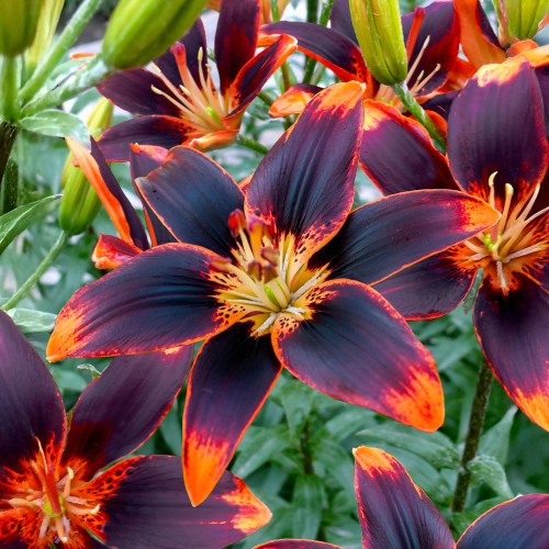 Lilium Asiatic Forever Susan 2 Bulbs Ready for Planting Now in UK Autumn Outdoor Gardens