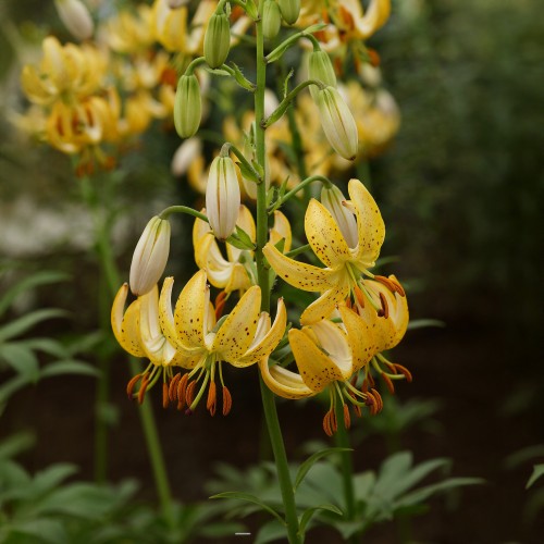 Lilium Martagon Guinea Gold 2 Bulbs Ready for Planting Now in UK Autumn Outdoor Gardens