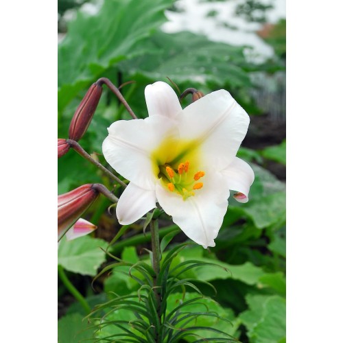 Lilium Trumpet Regale 2 Bulbs Ready for Planting Now in UK Autumn Outdoor Gardens by Jamieson Brothers