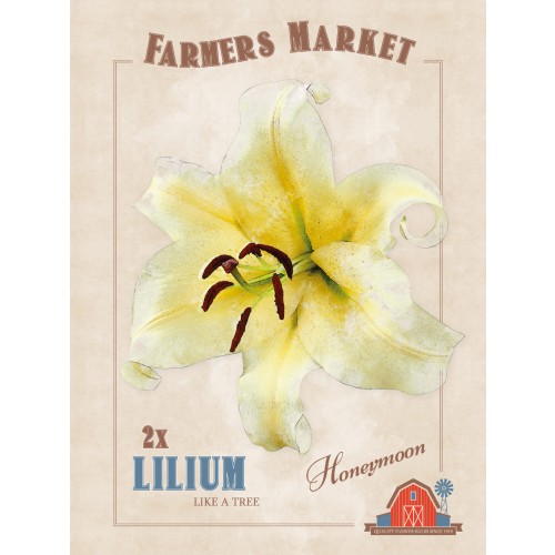 Lily Honeymoon (2 Bulbs) by Jamieson Brothers