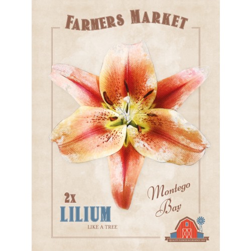 Lily Montego Bay (2 Bulbs) by Jamieson Brothers