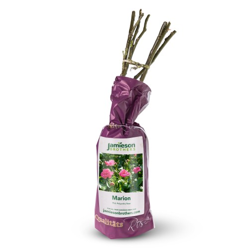 Polyantha Rose - Marion, bare rootball by Jamieson Brothers