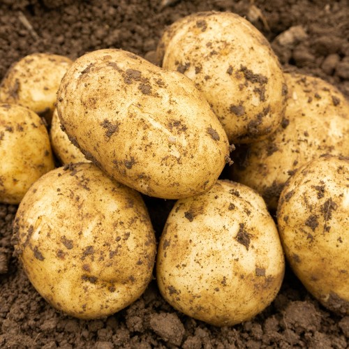 Maris Peer (2kg - Approx. 20-25 Tubers) Christmas Harvest Summer Planting Second Cropping Seed Potatoes, Grows Approx. 200 Potatoes, by Jamieson Brothers