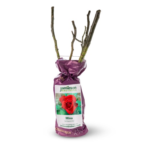 Polyantha Rose - Mina, bare rootball by Jamieson Brothers