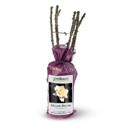 Hybrid Tea Rose - Mount Shasta, bare rootball by Jamieson Brothers