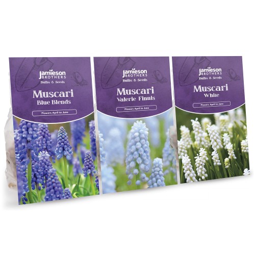 Muscari Super Mix - Mixed Colours (240 bulbs) by Jamieson Brothers 