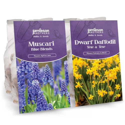 Muscari & Tete a Tete Bulbs  - Big Mix (170 bulbs) by Jamieson Brothers 