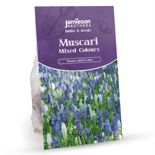 Muscari Mixed Colours (40 Bulbs) Grape Hyacinth by Jamieson Brothers
