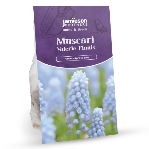 Muscari Valerie Finnis (40 Bulbs) Pale Blue Grape Hyacinth by Jamieson Brothers
