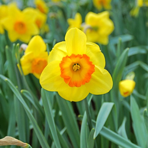 Daffodil (Narcissus) Delibes 5 Bulbs Ready for Planting Now in UK Autumn Outdoor Gardens
