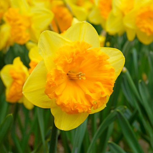 Daffodil (Narcissus) Ferris Wheel 4 Bulbs Ready for Planting Now in UK Autumn Outdoor Gardens