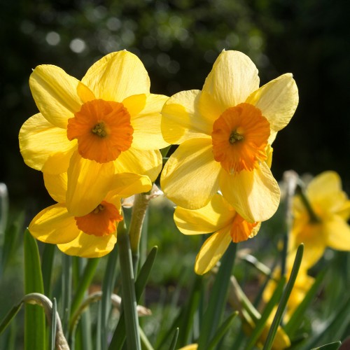Daffodil (Narcissus) Small Cupped Kedron 5 Bulbs Ready for Planting Now in UK Autumn Outdoor Gardens