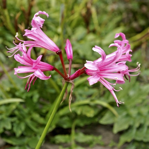 Nerine Bowdenii (Nerine Bowdenii) 3x Spring Planting Flower Bulbs
