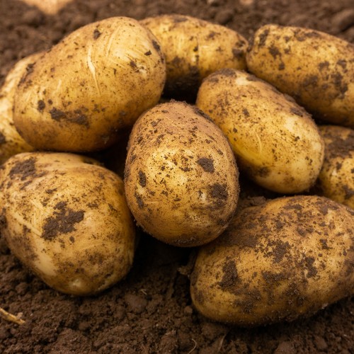Nicola Seed Potatoes