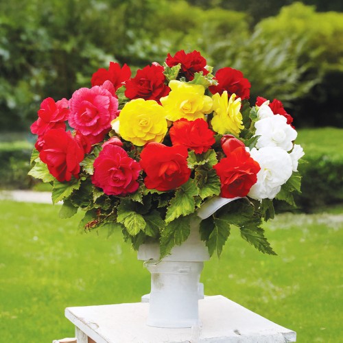Patio City Garden Pot Begonia (Begonia X Tuberhybrida) 9x Spring Planting Flower Bulbs| Flower Bulbs for Planting Now UK | Plant Garden Outdoor | Patio Pot for Planting Flowers