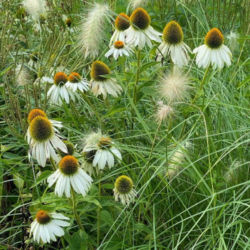 Pennisetum Alopecuroides (Pennisetum Alopecuroides) 1x Spring Plant /  Ornamental Grass