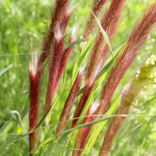 Pennisetum Alopecuroides Red Head (Pennisetum Alopecuroides) 1x Spring Plant / Ornamental Grass