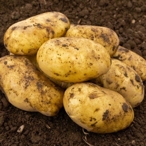 Pentland Dell Seed Potatoes