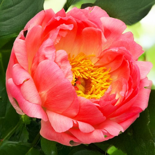 Peony Coral Sunset (Paeonia) 1x Spring Planting Flower Bulbs