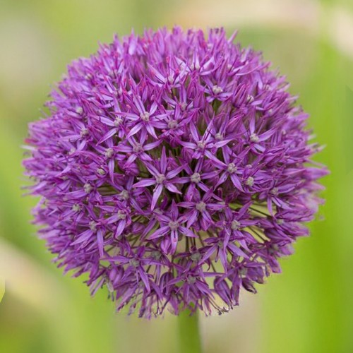 Allium Pinball Wizard 1 Bulb Ready for Planting Now in UK Autumn Outdoor Gardens