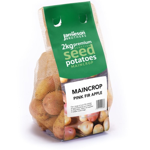 Pink Fir Apple Seed Potatoes - 2KG