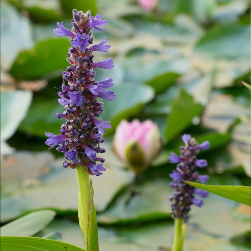 Pontederia Cordata (Pontederia Cordata) 1x Spring Planting Bulb - Waterside Flower Bulb