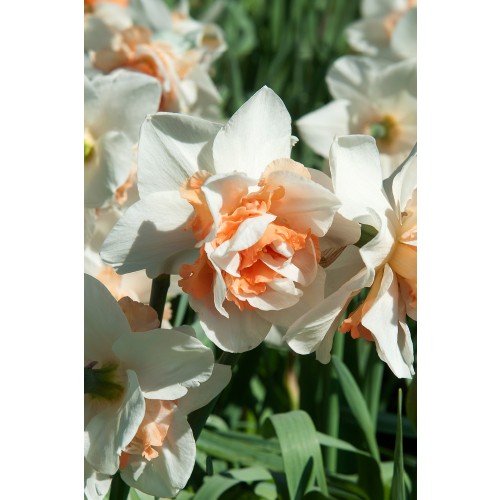 Daffodil (Narcissus) Double Replete Bulbs Ready for Planting Now in UK Autumn Outdoor Gardens