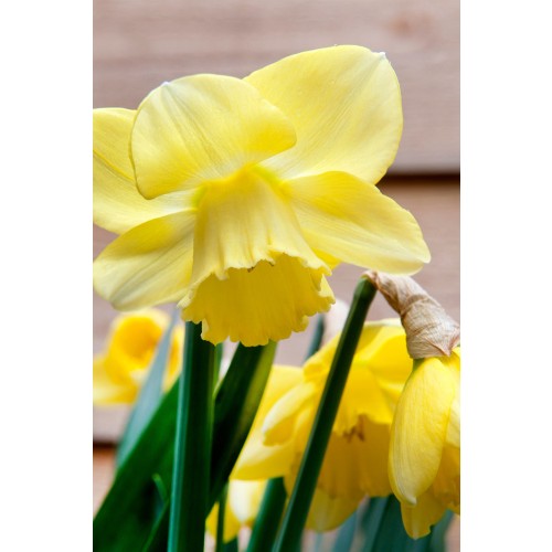 Daffodil (Narcissus) Large Cupped Carlton 5 Bulbs Ready for Planting Now in UK Autumn Outdoor Gardens