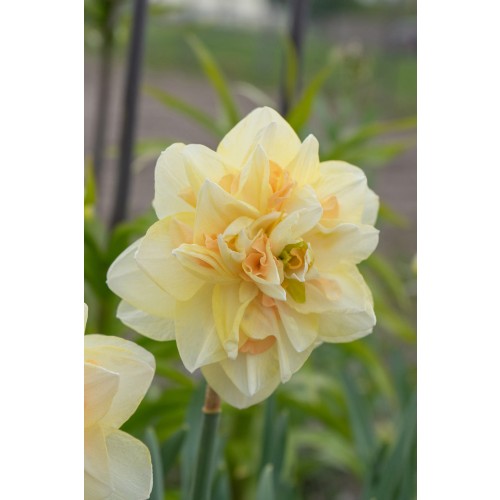 Daffodil (Narcissus) Double Pompom Rose 5 Bulbs Ready for Planting Now in UK Autumn Outdoor Gardens
