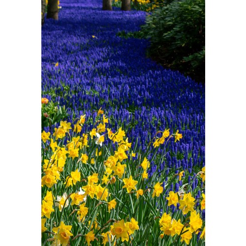Daffodil (Narcissus)/Muscari Kit Gift Box 10 Bulbs Ready for Planting Now in UK Autumn Outdoor Gardens by Jamieson Brothers