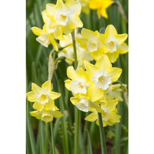 Best Friends, Garden Grace: Daffodil Pipit & Tulip Synaeda Blue, 10 Bulbs Ready for Planting Now in UK Autumn Outdoor Gardens