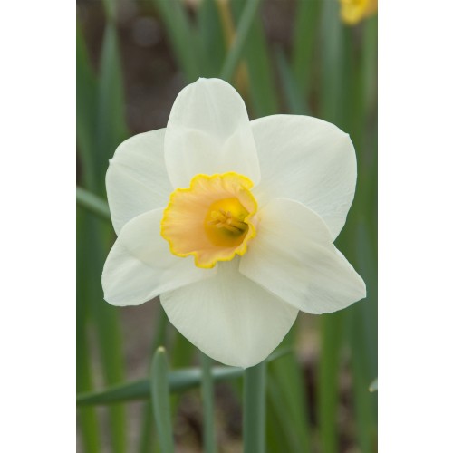 Daffodil (Narcissus) Salome 6 Bulbs Ready for Planting Now in UK Autumn Outdoor Gardens