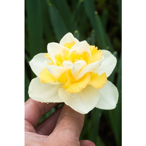 Daffodil (Narcissus) Double Golden Pearl 5 Bulbs Ready for Planting Now in UK Autumn Outdoor Gardens