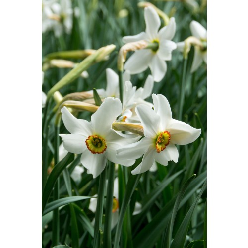 Daffodil (Narcissus) Small Cupped Recurvus 5 Bulbs Ready for Planting Now in UK Autumn Outdoor Gardens