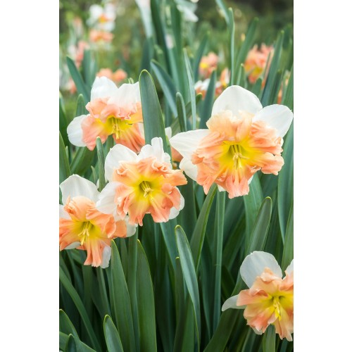 Daffodil (Narcissus) Split Mallee 5 Bulbs Ready for Planting Now in UK Autumn Outdoor Gardens