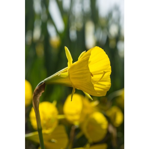 Daffodil (Narcissus) Botanical Oxford Gold 8 Bulbs Ready for Planting Now in UK Autumn Outdoor Gardens