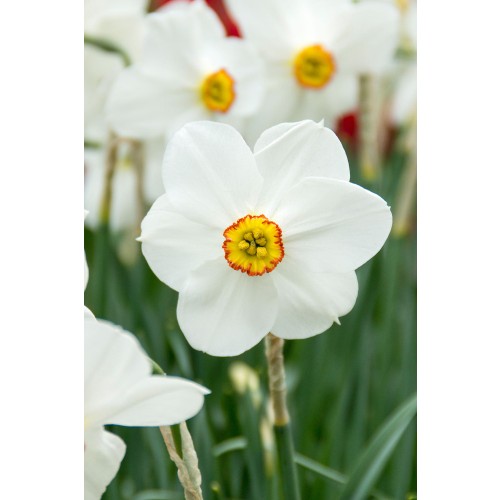 Daffodil (Narcissus) Small Cupped Actaea 5 Bulbs Ready for Planting Now in UK Autumn Outdoor Gardens