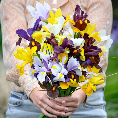 Dutch Iris Hollandica Bulb Mix Ready for Planting Now in UK Autumn Outdoor Gardens