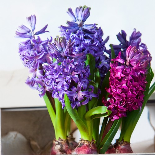 Hyacinthus Mix Prepared For Indoors 3 Bulbs Ready for Planting Now in UK Autumn Indoor Gardens