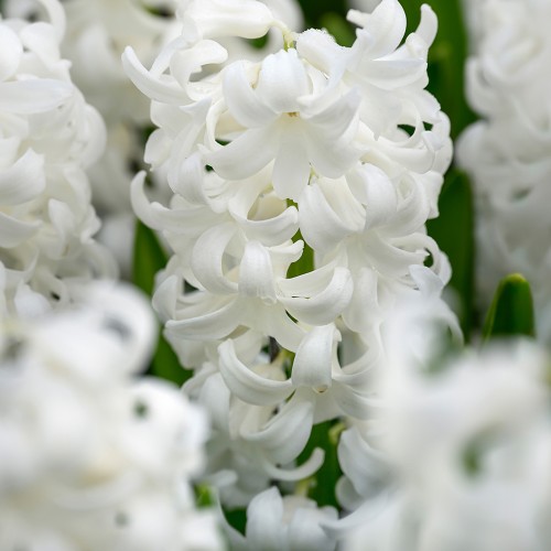 The Sky is Blue Mix: Hyacinthus Carnegie, Hyacinthus Blue Jacket, Hyacinthus Delft Blue