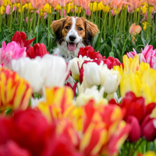 Tulip Multiflora Mix