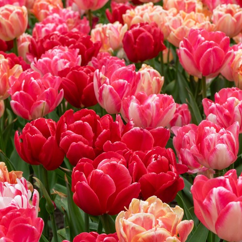 Foxy Freedom Mix: Tulip Foxtrot & Tulip Foxy Foxtrot