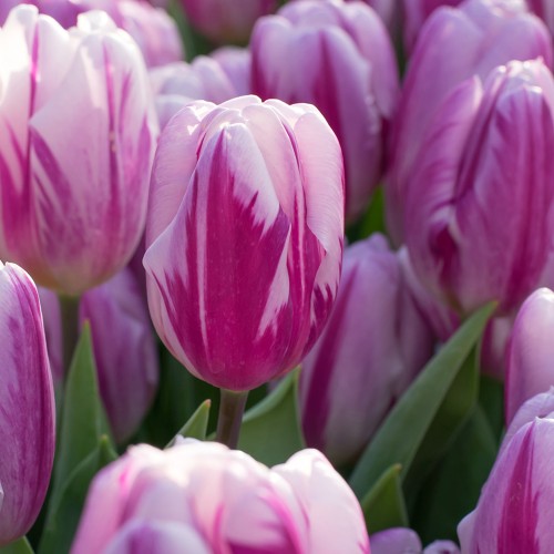 Alaskan Aurora Mix: Tulip Flaming Flag & Daffodil (Narcissus) Thalia