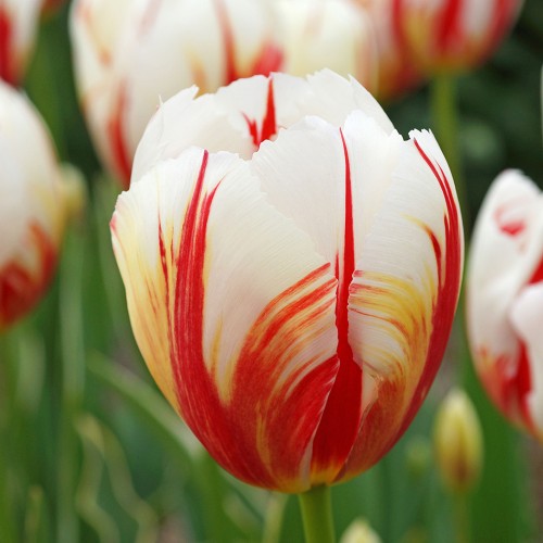 Love Circles Mix: Tulip Carnaval de Rio & Tulip Seadov