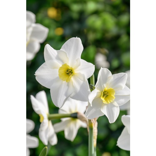 Daffodil (Narcissus) Botanical Lieke 10 Bulbs Ready for Planting Now in UK Autumn Outdoor Gardens
