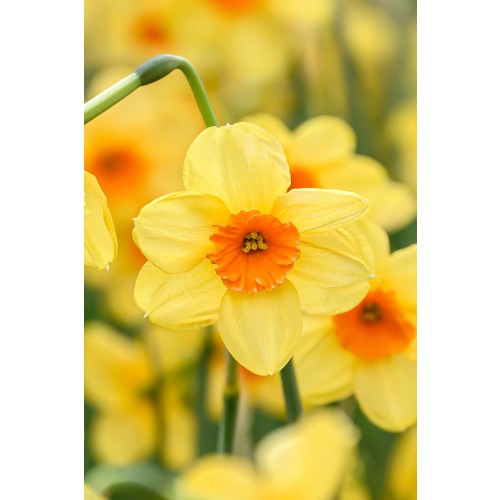 Daffodil (Narcissus) Small Cupped Kedron 5 Bulbs Ready for Planting Now in UK Autumn Outdoor Gardens