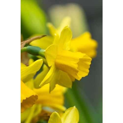 Daffodil (Narcissus) Botanical/Rockgarden Tête A Tête 10 Bulbs Ready for Planting Now in UK Autumn Outdoor Gardens