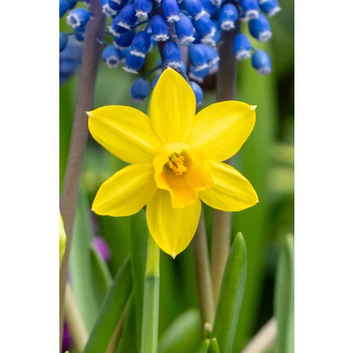 Happy Spring Garden 200 Bulbs Ready for Planting Now in UK Autumn Outdoor Gardens by Jamieson Brothers