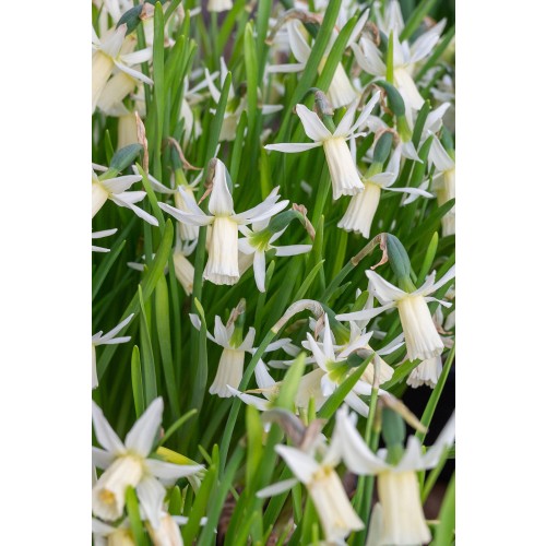 Daffodil (Narcissus) Botanical Snipe 8 Bulbs Ready for Planting Now in UK Autumn Outdoor Gardens