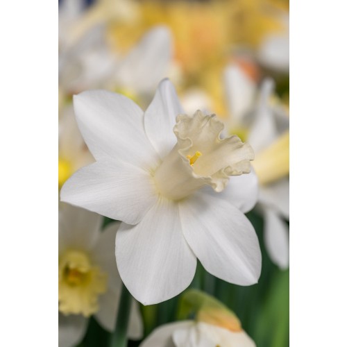 Daffodil (Narcissus) Trumpet Watch Up 5 Bulbs Ready for Planting Now in UK Autumn Outdoor Gardens by Jamieson Brothers